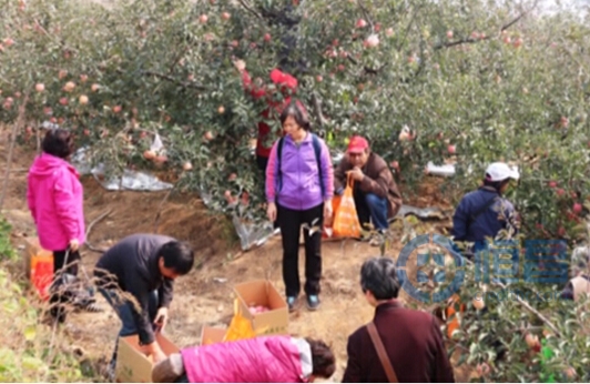 青島第二分公司舉辦“棲霞蘋果采摘一日游”