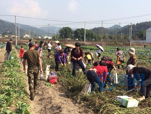 寧波第二分公司舉辦農家樂采摘活動