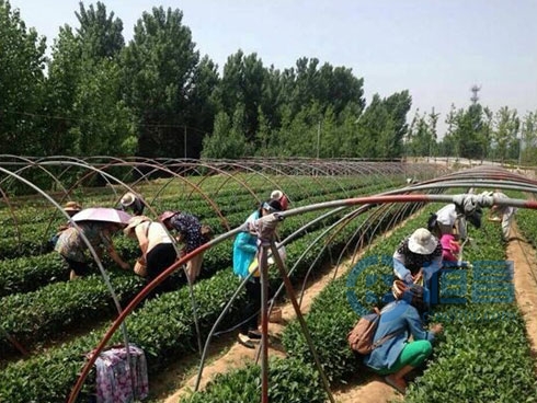 泰安分公司舉辦周末采茶品茶活動