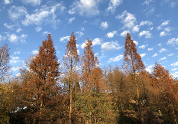 �Ϸ��������ЌW����ɽ�fУ�^ ����������o���T�B�� ����Ҹ����L