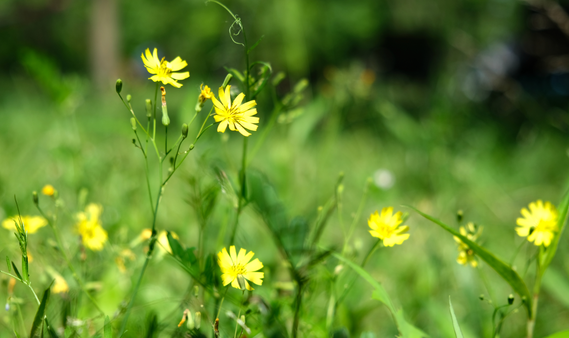 ��ɽ�^���r�´�С�W�������F�L��·У�^ �ܟ�����׌�Z�Ľ̌W���`����Ҋ���족