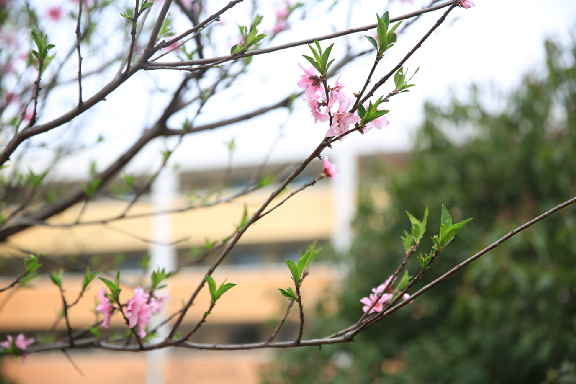 �Ϸ�����С��У�κ�ԷУ�^(q��) �ɕ������W�I(y��)�u�r�ĿƌW�\��