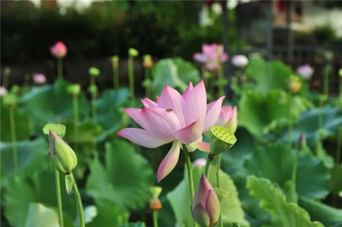 �����Ļ���ĩ�����С���ϵ���һֻ����