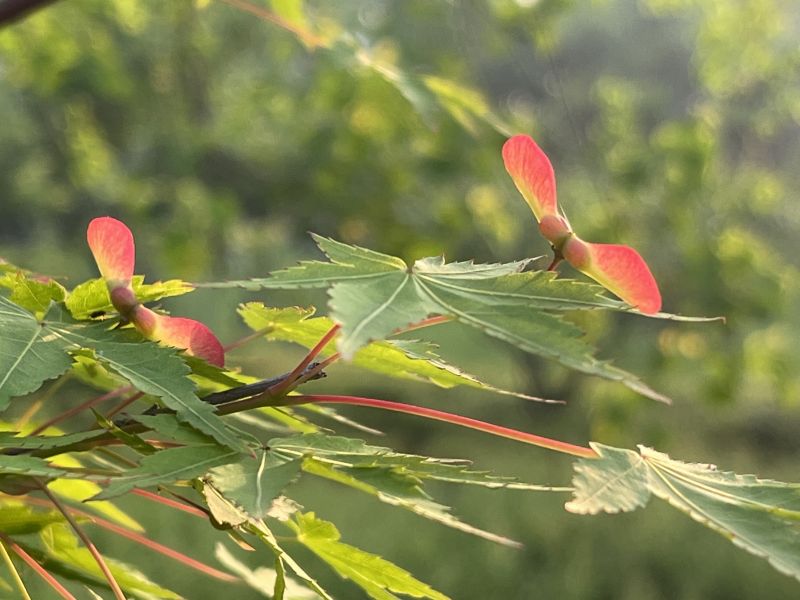 �Y�m�P���༉(j��)�Ļ��Z��ζ