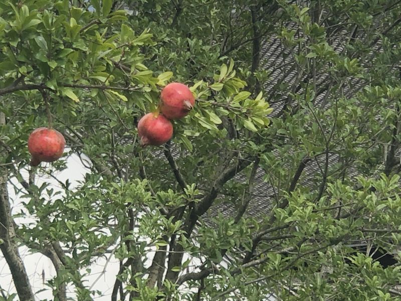 2024����Ҫ��W�𱾌��ƪ���˜�����1�fԪ